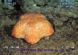 深海のリュウグウサクラヒトデ